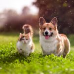 How to get Pet Insurance in USA?